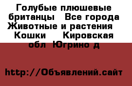 Голубые плюшевые британцы - Все города Животные и растения » Кошки   . Кировская обл.,Югрино д.